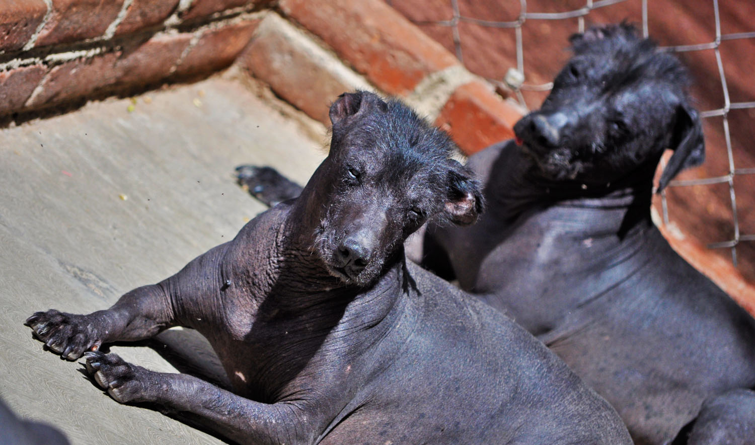 Xolo, Mexican hairless dogs 