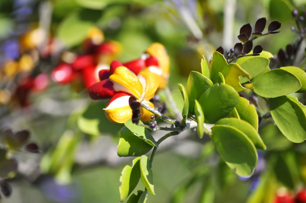 spring-in-turks-and-caicos