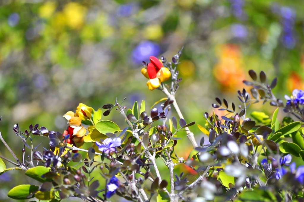 spring-in-turks-and-caicos
