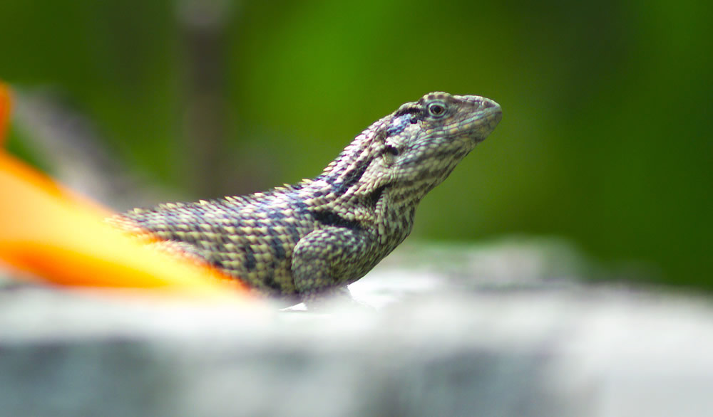 turks and caicos lizard