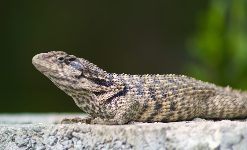 turks and caicos lizard