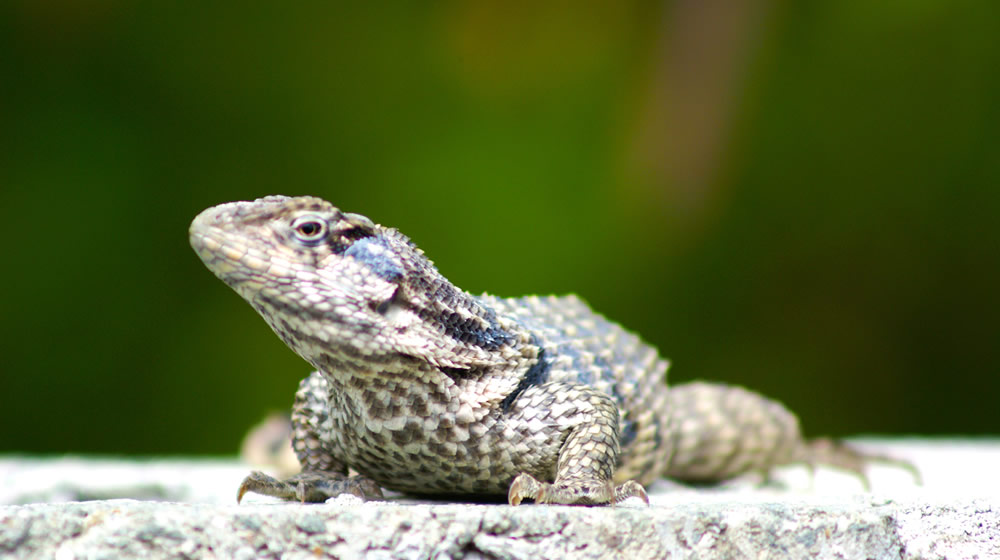 turks and caicos lizard
