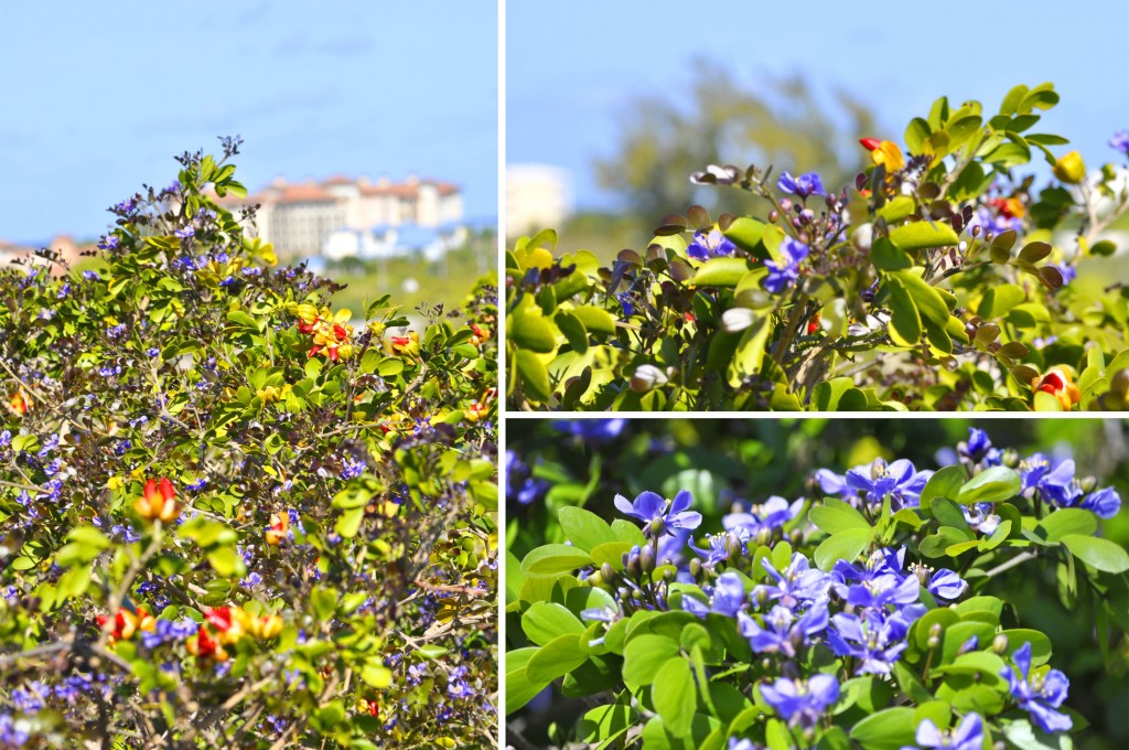 spring-in-turks-and-caicos